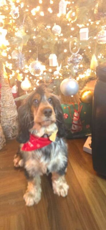 Cocker Spaniel puppies for sale in Arnold, Nottinghamshire – 2 years old - Image 3 of 6