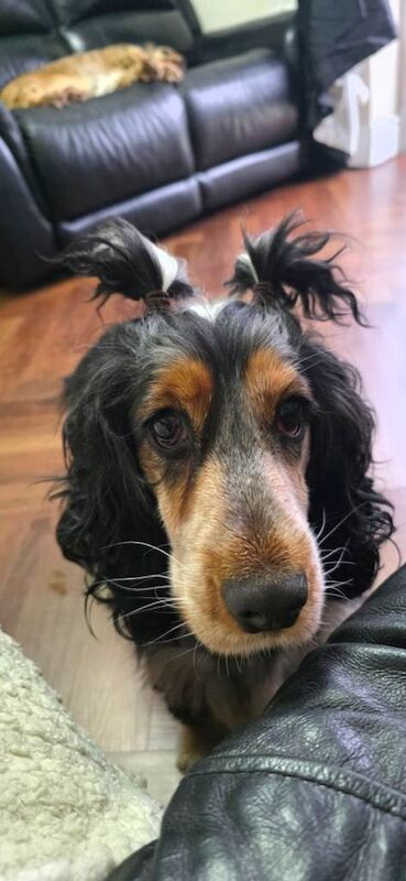 Cocker Spaniel puppies for sale in Arnold, Nottinghamshire – 2 years old - Image 4 of 6