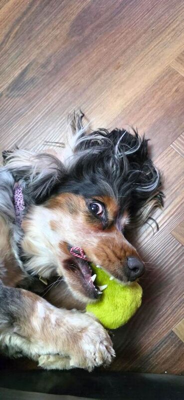 Cocker Spaniel puppies for sale in Arnold, Nottinghamshire – 2 years old - Image 5 of 6