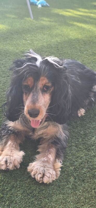 Cocker Spaniel puppies for sale in Arnold, Nottinghamshire – 2 years old - Image 6 of 6