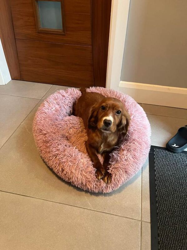 Female red cocker spaniel 3 years old