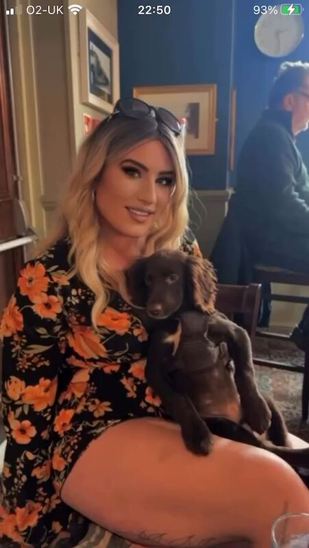 Cocker Spaniel puppies for sale in Reading, Berkshire – 6 months old - Image 2 of 13