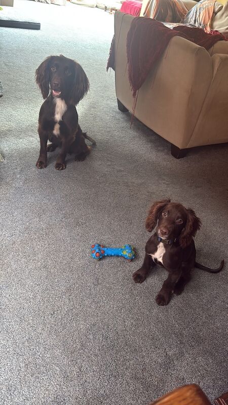 Cocker Spaniel puppies for sale in Reading, Berkshire – 6 months old - Image 4 of 13