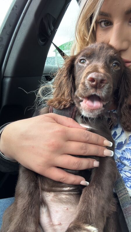 Cocker Spaniel puppies for sale in Reading, Berkshire – 6 months old - Image 5 of 13