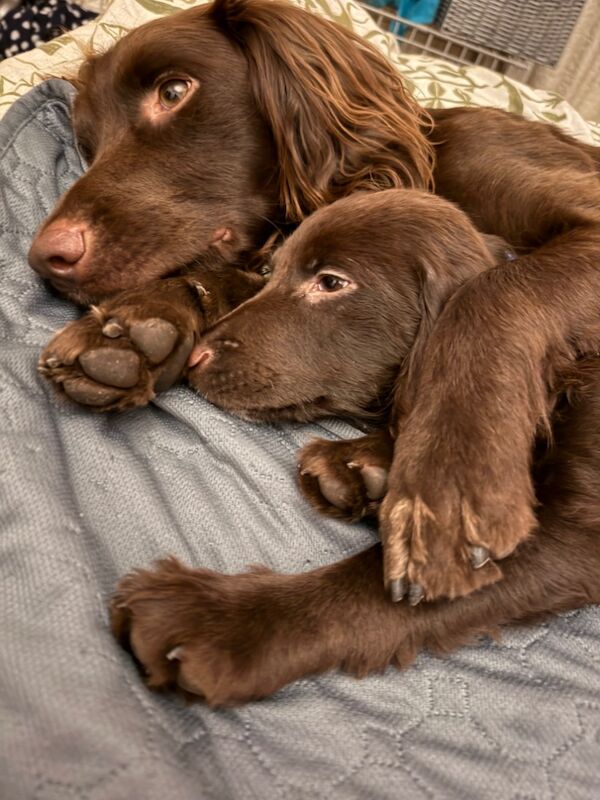 Cocker Spaniel puppies for sale in Reading, Berkshire – 6 months old - Image 6 of 13