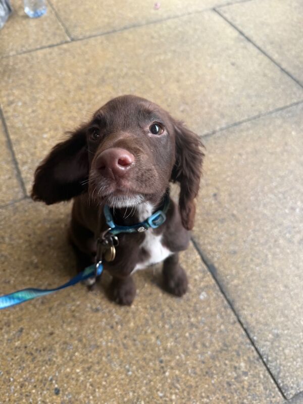 Cocker Spaniel puppies for sale in Reading, Berkshire – 6 months old - Image 8 of 13