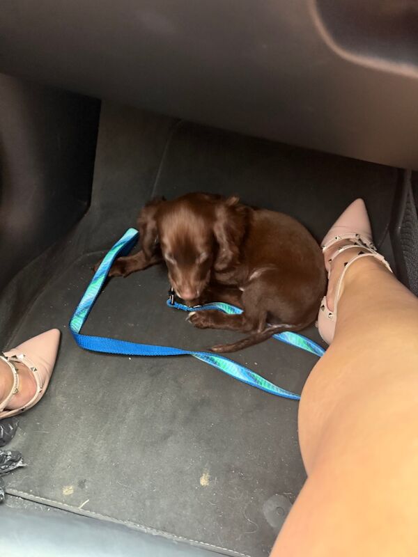 Cocker Spaniel puppies for sale in Reading, Berkshire – 6 months old - Image 9 of 13