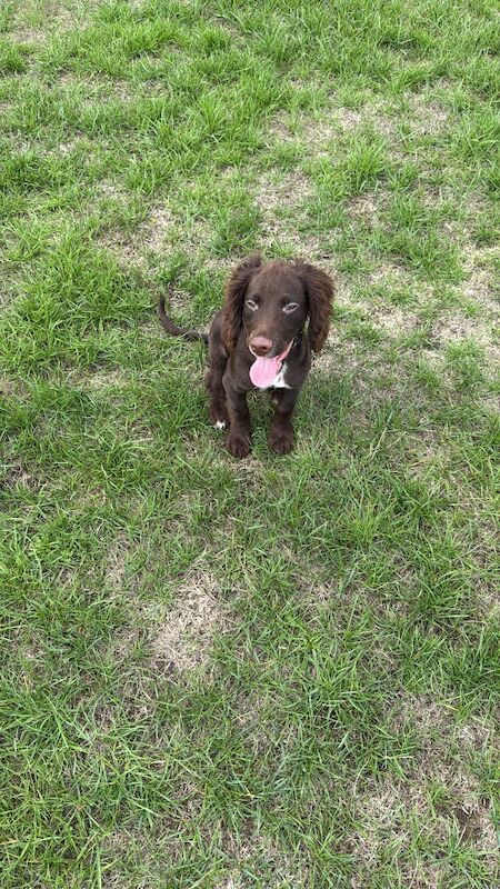 Cocker Spaniel puppies for sale in Reading, Berkshire – 6 months old - Image 10 of 13