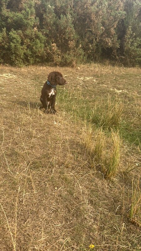 Cocker Spaniel puppies for sale in Reading, Berkshire – 6 months old - Image 11 of 13