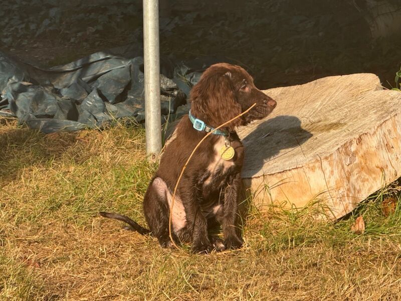 Cocker Spaniel puppies for sale in Reading, Berkshire – 6 months old - Image 12 of 13