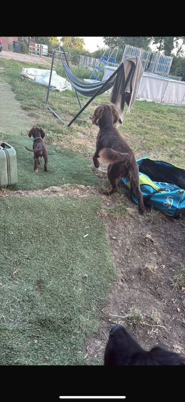 Cocker Spaniel puppies for sale in Reading, Berkshire – 6 months old - Image 13 of 13