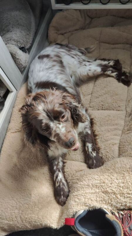 Five year cocker female