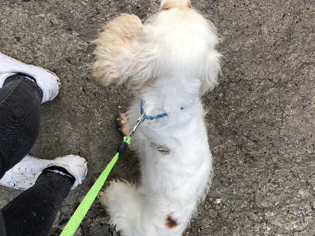 Cocker Spaniel puppies for sale in St Austell, Cornwall – 4 years old - Image 2 of 3