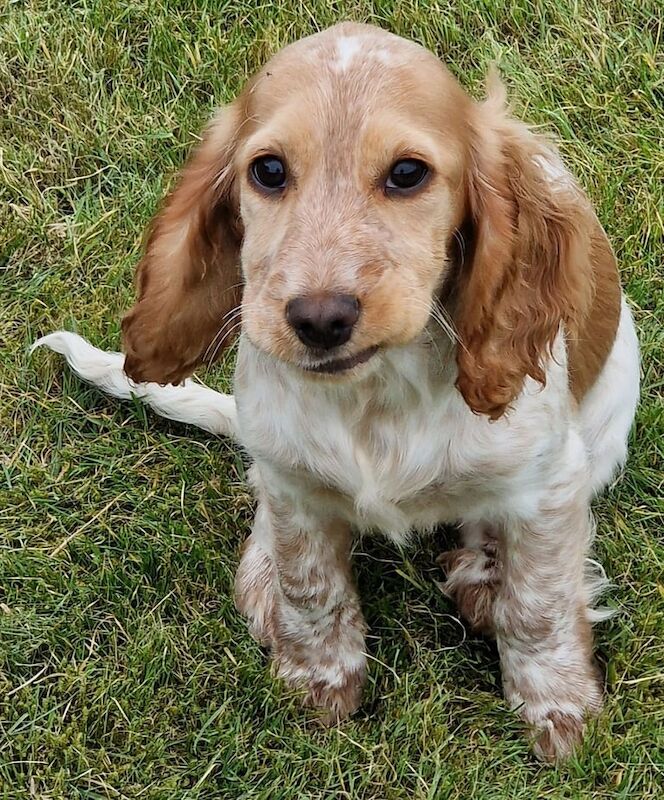 Cocker Spaniel puppies for sale in Kilkeel, County Down – 1 year old - Image 2 of 3