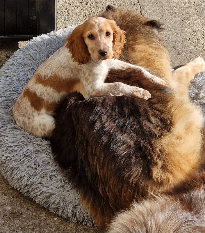 Cocker Spaniel puppies for sale in Kilkeel, County Down – 1 year old - Image 3 of 3