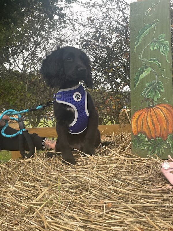 Cocker Spaniel puppies for sale in Ipswich, Suffolk – 4 months old