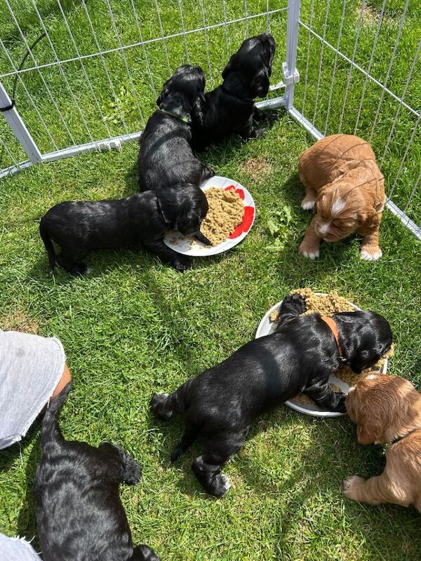Cocker Spaniel Puppies For Sale