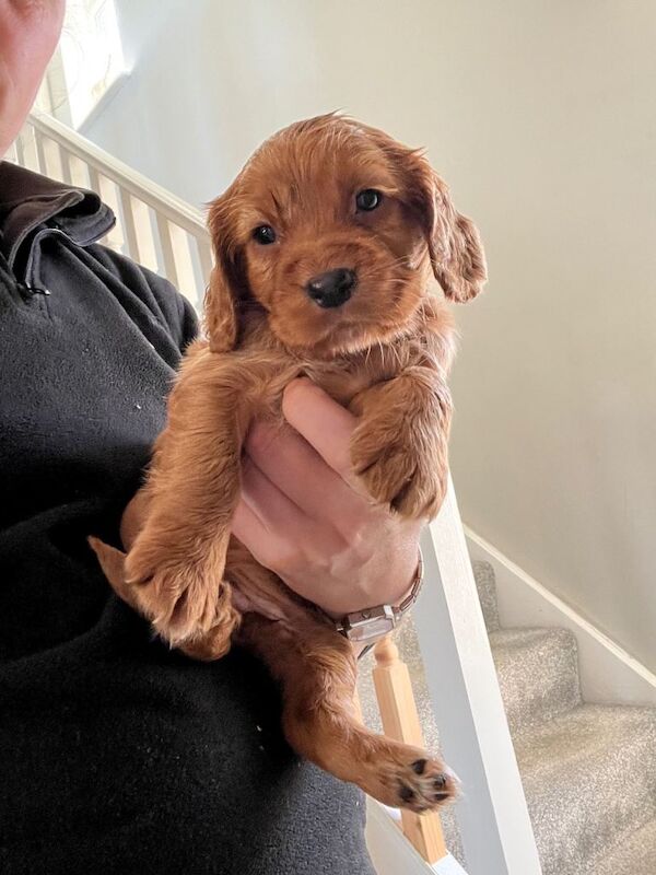 Fox red cocker spaniels