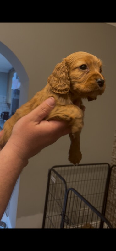 Fox red cocker spaniels - Image 2 of 6