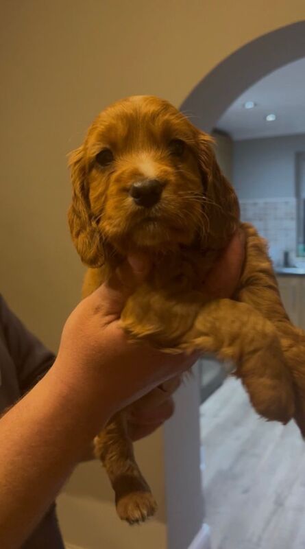 Fox red cocker spaniels - Image 3 of 6