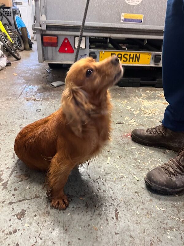 Fox red cocker spaniels - Image 4 of 6