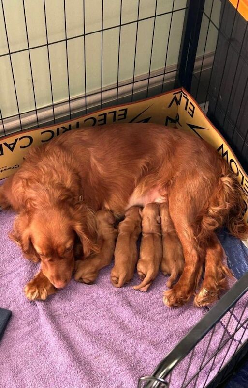 Fox red cocker spaniels - Image 5 of 6