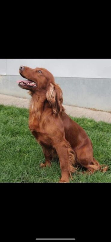 Fox red cocker spaniels - Image 6 of 6