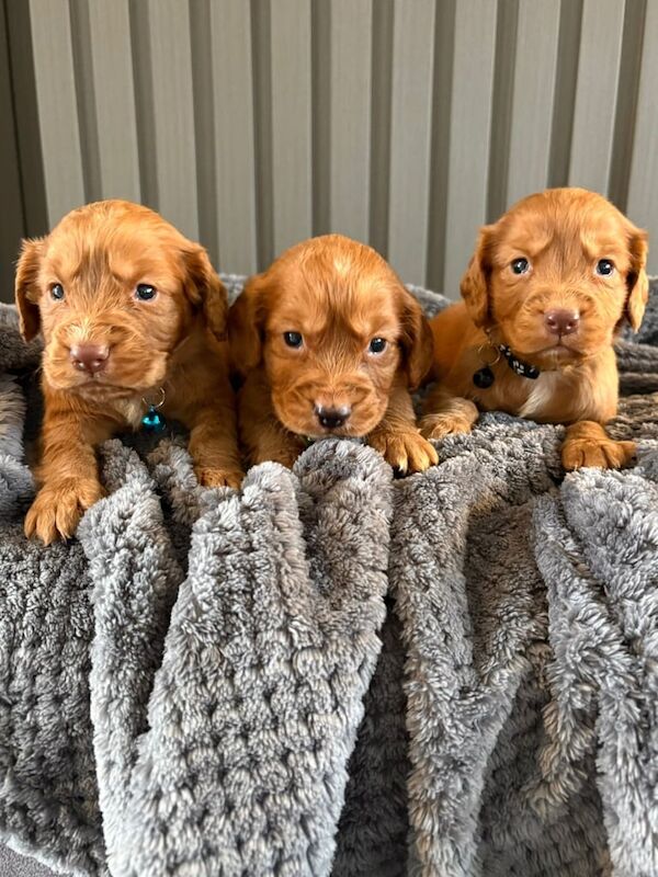 Cocker Spaniel puppies for sale in Sunderland, Tyne and Wear – 4 weeks old