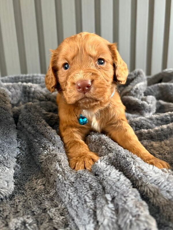 Cocker Spaniel puppies for sale in Sunderland, Tyne and Wear – 4 weeks old - Image 3 of 3
