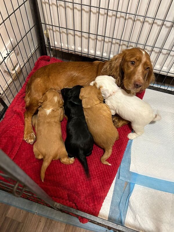 Cocker Spaniel puppies for sale in Dorchester, Dorset – 5 weeks old