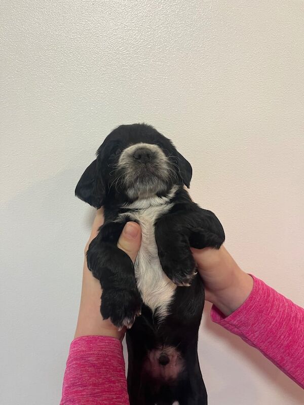 Cocker Spaniel puppies for sale in Dorchester, Dorset – 5 weeks old - Image 2 of 3