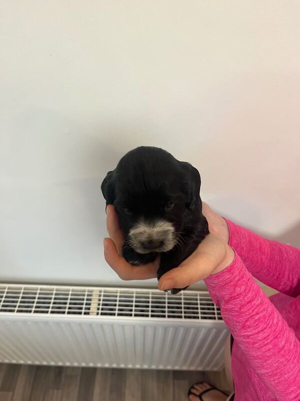Cocker Spaniel puppies for sale in Dorchester, Dorset – 5 weeks old - Image 3 of 3