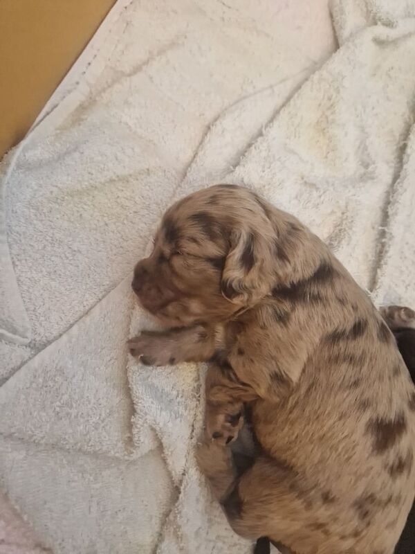 Cocker Spaniel puppies for sale in Marden, Kent – 5 weeks old - Image 2 of 3