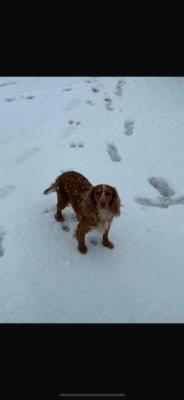 Full cocker spaniel pups for sale in Dorchester, Dorset - Image 2