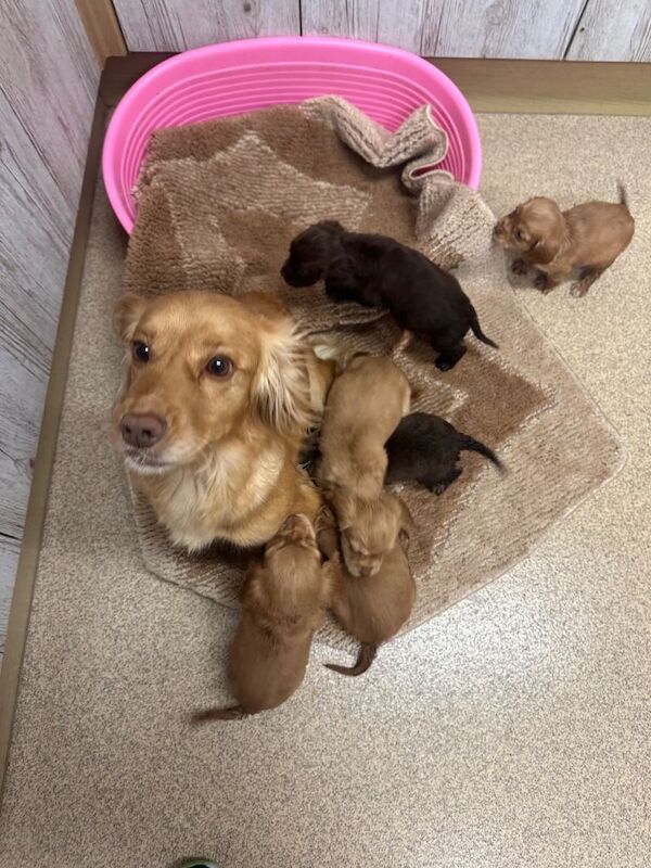 Cocker Spaniel puppies for sale in Runcorn, Cheshire – KC registered, 7 weeks old