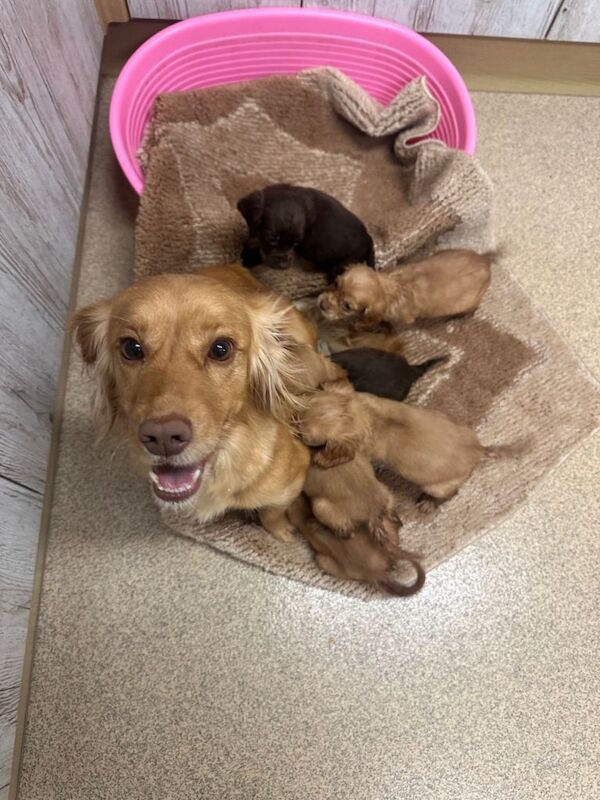 Cocker Spaniel puppies for sale in Runcorn, Cheshire – KC registered, 7 weeks old - Image 2 of 4