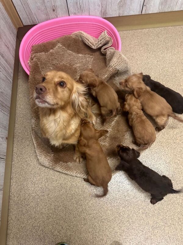 Cocker Spaniel puppies for sale in Runcorn, Cheshire – KC registered, 7 weeks old - Image 3 of 4