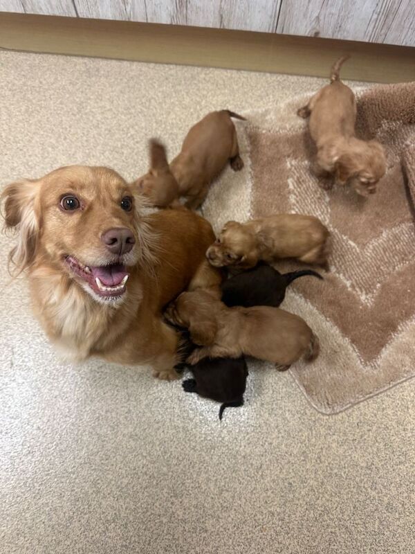 Cocker Spaniel puppies for sale in Runcorn, Cheshire – KC registered, 7 weeks old - Image 4 of 4