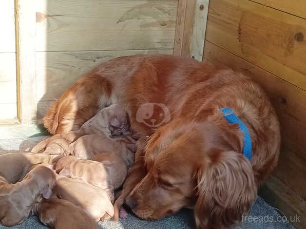 Cocker Spaniel puppies for sale in Sandwich, Kent – 1 year old - Image 2 of 4