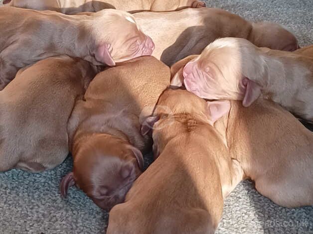 Cocker Spaniel puppies for sale in Sandwich, Kent – 1 year old - Image 3 of 4