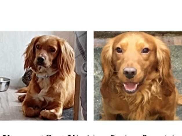 Cocker Spaniel puppies for sale in Sandwich, Kent – 1 year old - Image 4 of 4