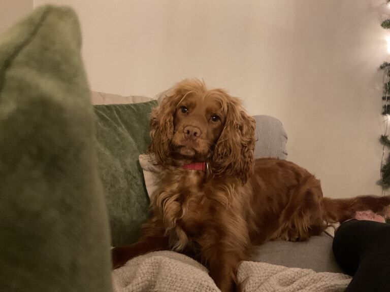 Cocker Spaniel puppies for sale in Jarrow, Tyne and Wear – 1 year old