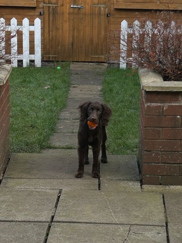 Girl Cocker Spaniel for sale in Coventry, West Midlands