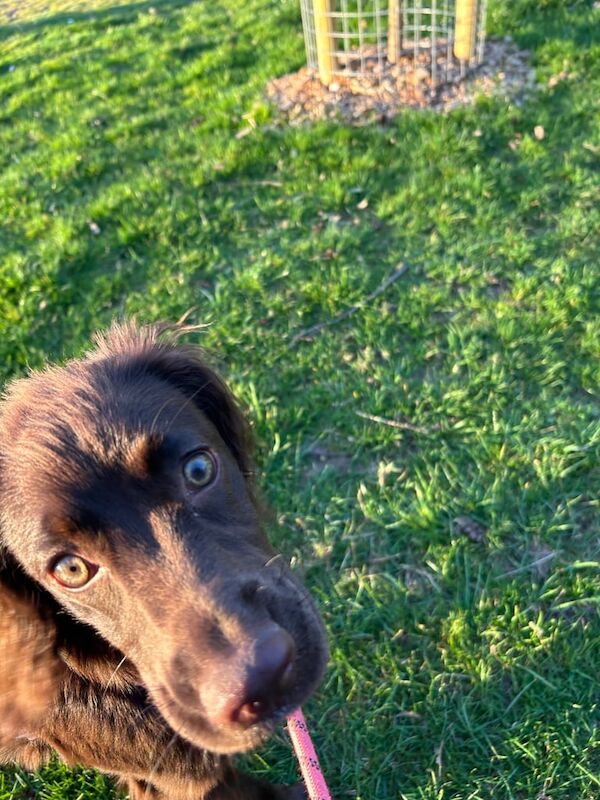 Cocker Spaniel puppies for sale in Coventry, West Midlands – 1 year old - Image 2 of 3