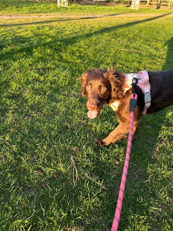 Cocker Spaniel puppies for sale in Coventry, West Midlands – 1 year old - Image 3 of 3