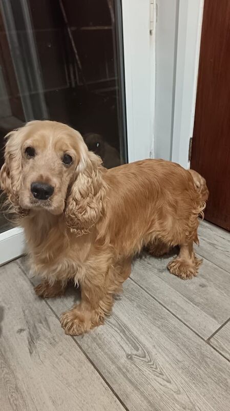 Gold cocker for sale in Omagh, County Tyrone - Image 2
