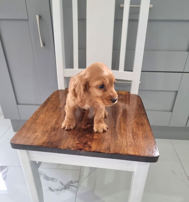 Gold cocker - Image 3 of 3