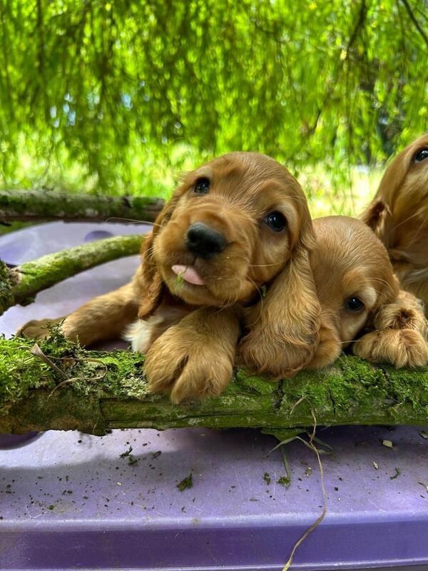 Cocker Spaniel puppies for sale in Ashford, Kent – 9 weeks old