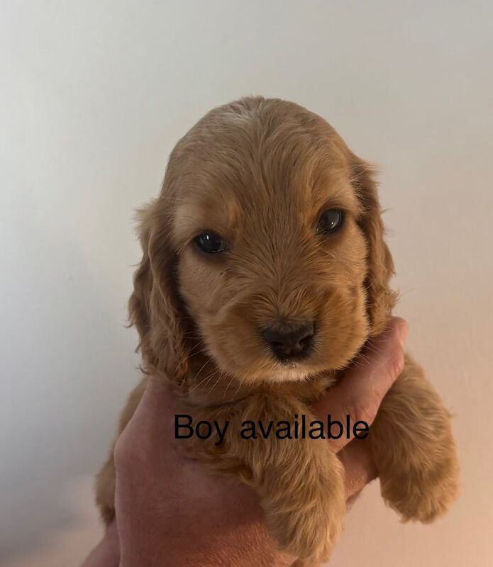 Golden cocker spaniel for sale in Huntingdon, Cambridgeshire