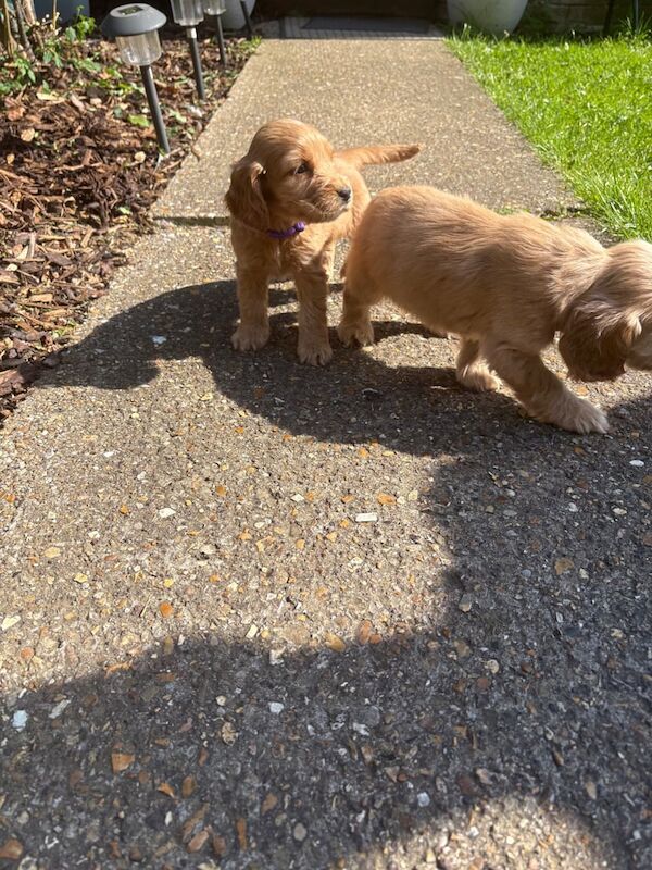Golden cocker spaniel for sale in Huntingdon, Cambridgeshire | Image 3